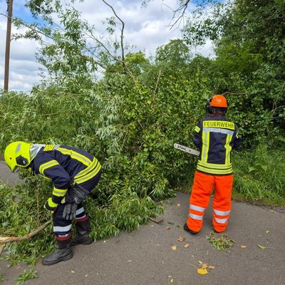 FW Flotwedel: Baum blockiert Fahrbahn und Telefonleitung im Lütersweg