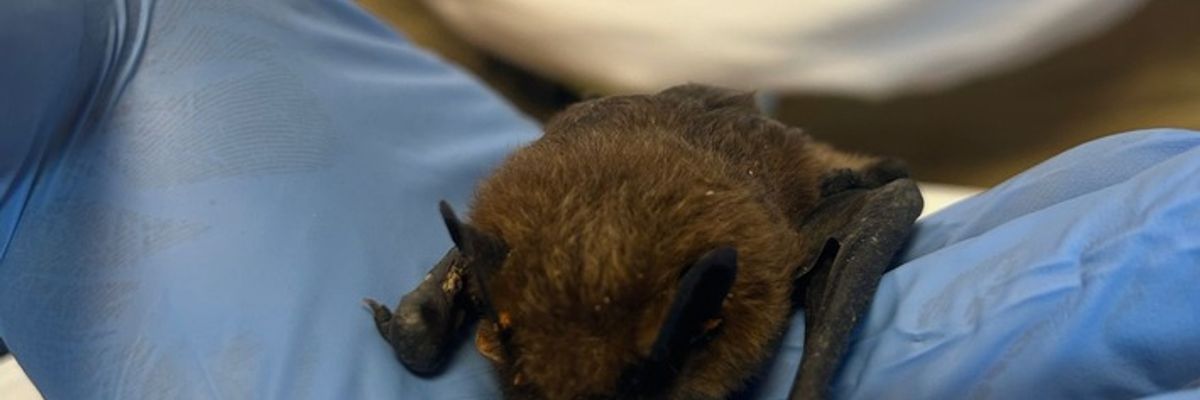 FW Weinheim: Fledermaus auf Spielplatz gefunden - Feuerwehr rettet gemeinsam mit der Berufstierrettung den Abendsegler