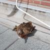 FW Lehrte: Tierische Hausbesetzer sorgen für Feuerwehreinsatz