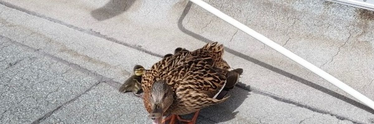 FW Lehrte: Tierische Hausbesetzer sorgen für Feuerwehreinsatz