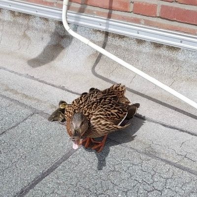FW Lehrte: Tierische Hausbesetzer sorgen für Feuerwehreinsatz