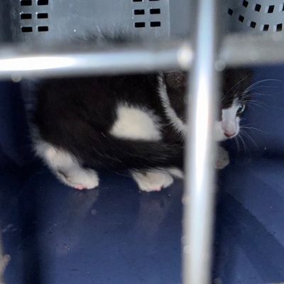 FW Hünxe: Zwei Katzenbabys gerettet: Einsatzkräfte im Tierrettungseinsatz am Wesel-Datteln-Kanal