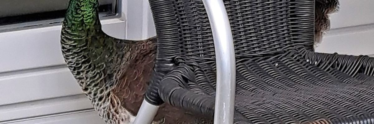 FW-M: Freigängerin eingefangen (Aubinger Lohe)