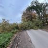 FW Alpen: Baum drohte auf Straße zu stürzen