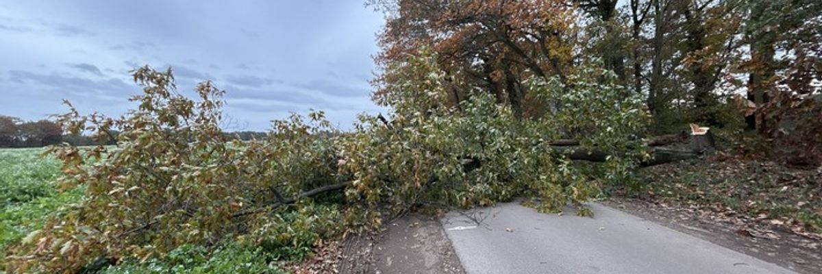 FW Alpen: Baum drohte auf Straße zu stürzen