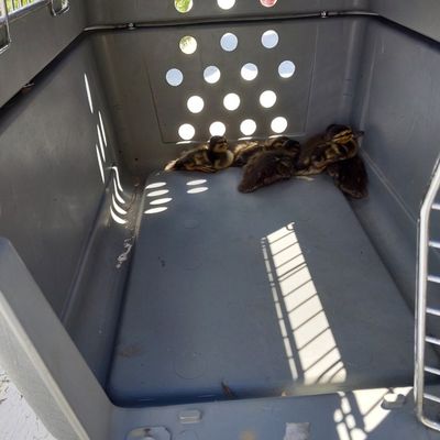 FW Lehrte: Tierische Hausbesetzer sorgen für Feuerwehreinsatz