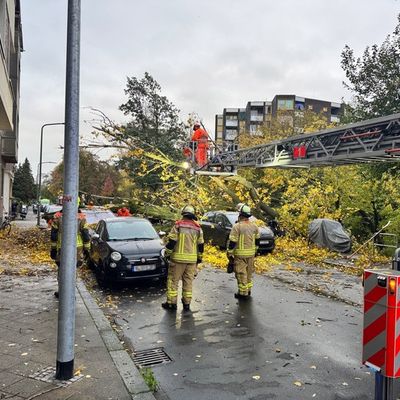 FW-D: Sturmböen über Düsseldorf: 50 Meter Baum stürzte auf neun geparkte Fahrzeuge