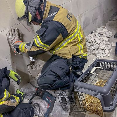FW-E: Katze in Zwangslage - Feuerwehr befreit "Schreihals" nach dreistündigem Einsatz