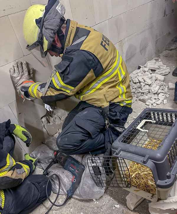 FW-E: Katze in Zwangslage - Feuerwehr befreit "Schreihals" nach dreistündigem Einsatz