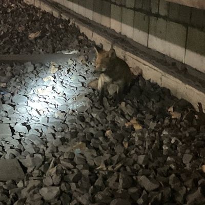 FW-DO: Fuchs verläuft sich in U-Bahn Haltestelle
