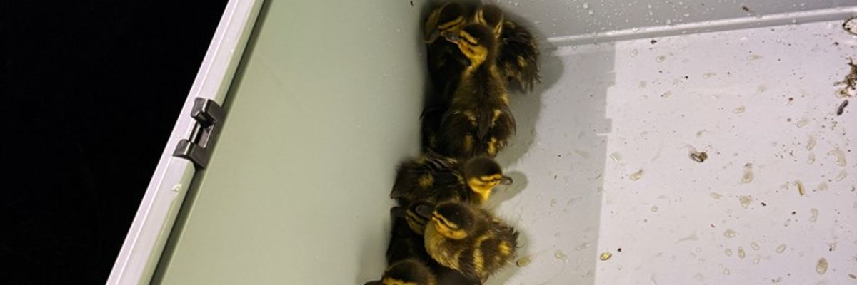 FW-DT: Acht Küken aus misslicher Lage gerettet - Dank aufmerksamer Kinder