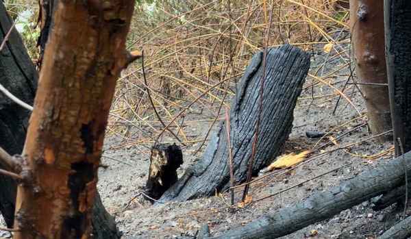 FW-MH: Flächenbrand an der Stadtgrenze