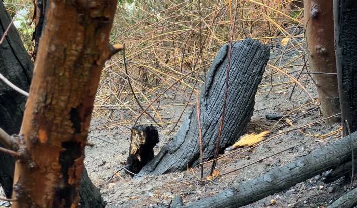 FW-MH: Flächenbrand an der Stadtgrenze