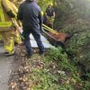FW-BOT: Großtierrettung in Bottrop-Kirchhellen