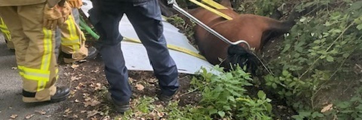 FW-BOT: Großtierrettung in Bottrop-Kirchhellen