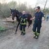 FW-DO: Feuerwehr fängt entlaufenes Pferd ein