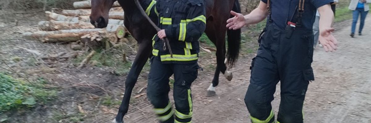 FW-DO: Feuerwehr fängt entlaufenes Pferd ein