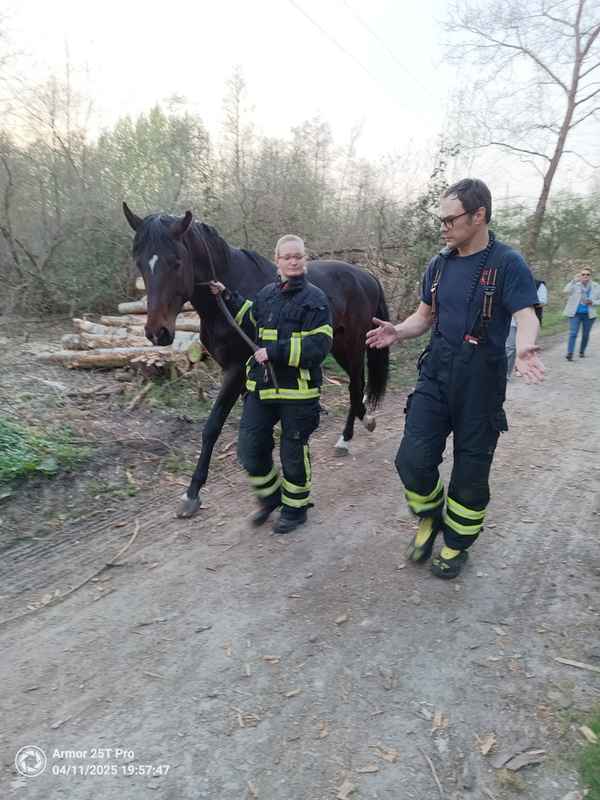FW-DO: Feuerwehr fängt entlaufenes Pferd ein