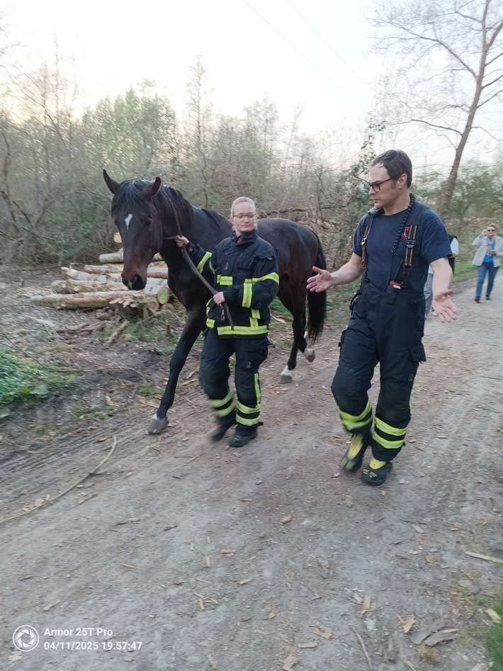 FW-DO: Feuerwehr fängt entlaufenes Pferd ein