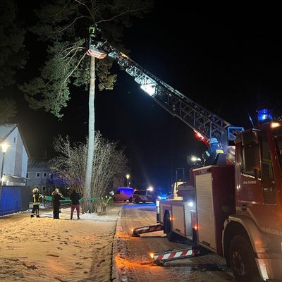 FW Celle: Katze aus Baum gerettet