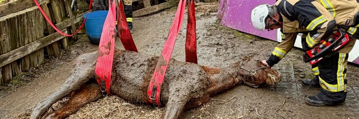 FW-E: Gestürztes Pferd in Kupferdreh - Tierärztin muss Pferd einschläfern