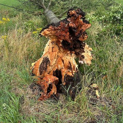 FW Alpen: Mehrere Sturmeinsätze im Gemeindegebiet Alpen