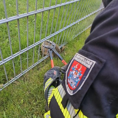 FW Celle: Igel aus misslicher Lage befreit
