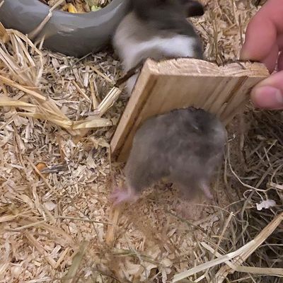 FW-M: Hamsterdame in Not (Bogenhausen)