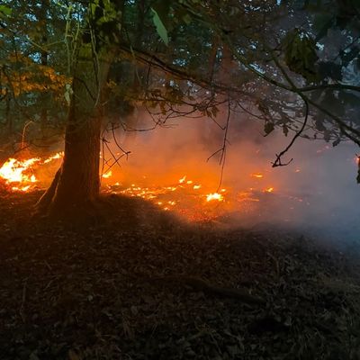 FW-PL: Ortsteil Tanneneck - Waldbrand fordert viele Einsatzkräfte