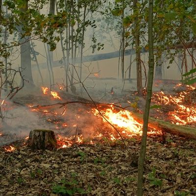 FW Dresden: Waldbrand in der Dresdner Heide