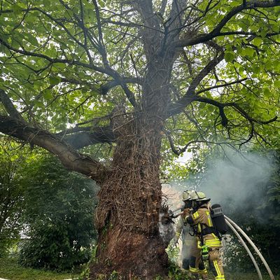 FW Weinheim: Baumbrand im Kastanienweg erfordert aufwendigen Löscheinsatz