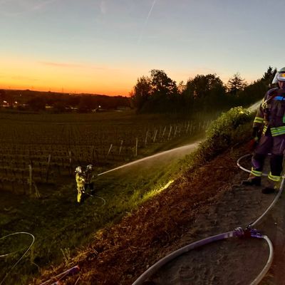 FW Weinheim: Feuer im Weinberg - Weinheimer Feuerwehr stoppt Flammen im Abendrot