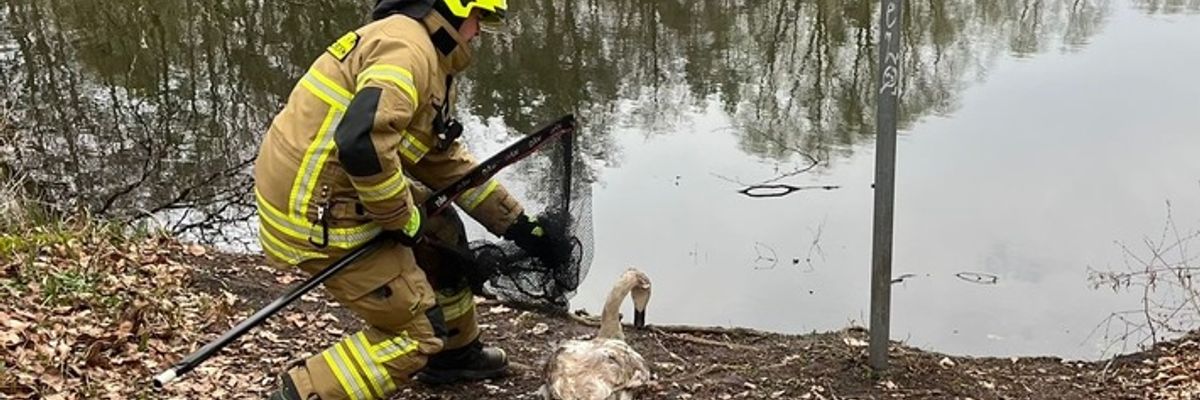 FW Paderborn: Feuerwehr Paderborn rettet Schwan aus Gleisbereich - Lebensgefahr oft unterschätzt.