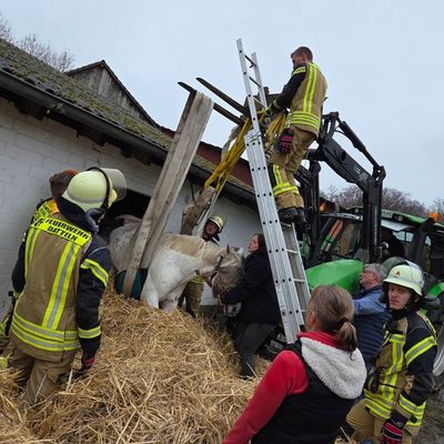 FW Datteln: Pferd "Pirat" versucht Flucht durch Stallfenster
