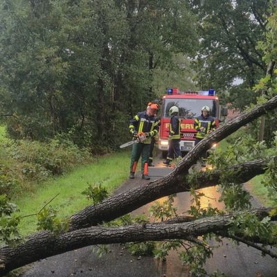 FW-AUR: Baum stürzt auf Telefonleitung und Fahrbahn