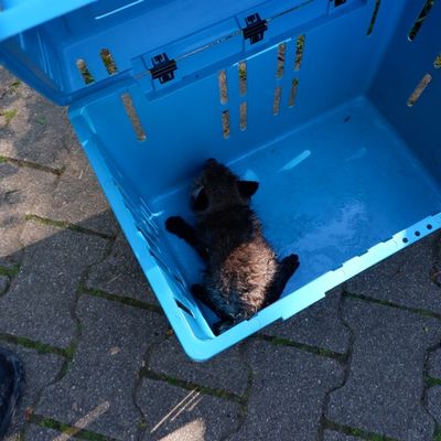 FW Stuttgart: Fuchs-Rettung in Stuttgart-Hohenheim
