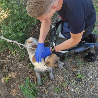 FW Dinslaken: Tag der Tierrettung und kleiner Vegetationsbrand