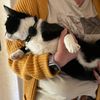 FFW Schwalmtal: Feuerwehr rettet Katze aus Baum