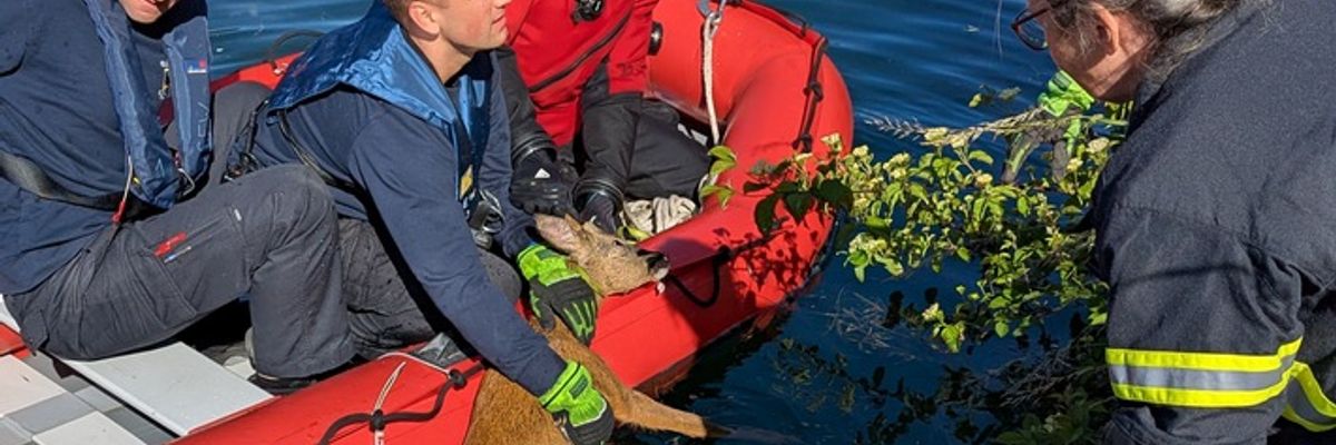FW-DO: Feuerwehr rettet jungen Rehbock aus dem Kanal