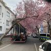 FW-DO: LKW bleibt in Baum hängen - Beliebtes Fotomotiv muss gefällt werden