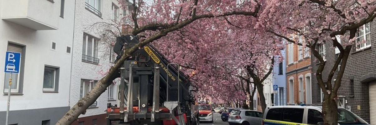 FW-DO: LKW bleibt in Baum hängen - Beliebtes Fotomotiv muss gefällt werden