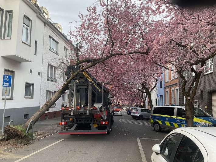 FW-DO: LKW bleibt in Baum hängen - Beliebtes Fotomotiv muss gefällt werden
