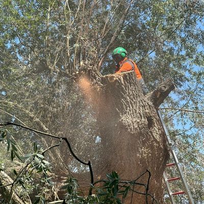 FW Reichenau: Hohler Baum fängt erneut an zu Glimmen, 20.06.2024, Reichenau-Mittelzell