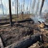 FW Kreis Soest: Erste Folgemeldung Waldbrand Möhnesee