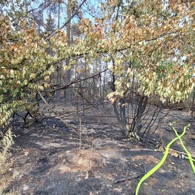 FW Sonsbeck: Aufräumarbeiten Waldbrand Labbeck