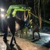 FW-BO: Gestürztes Pferd in Höntrop: Feuerwehr Bochum leistet Unterstützung
