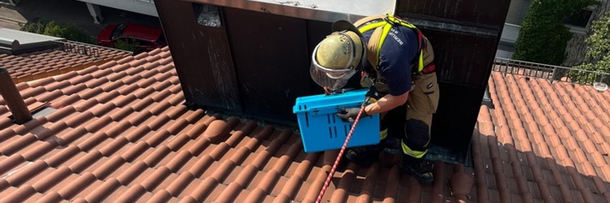 FW Stuttgart: Feuerwehr rettet vier Turmfalken aus aufgeheizter Blechverkleidung