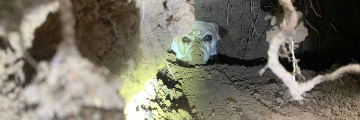FW Ludwigshafen: Tierrettung (Hund in Fuchsbau eingeklemmt) in Ludwigshafen im Stadtteil Süd
