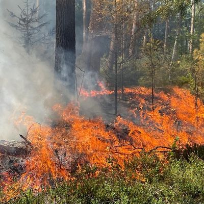 FW Südheide: 3500m² Waldboden brennen in Unterlüß