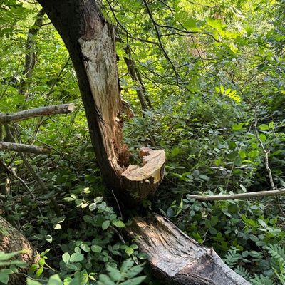 FW-AUR: Baum droht auf Radweg zu fallen